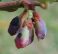 ovario para dar paso al crecimiento del fruto, aumentando su tamaño y haciéndose presente el color verde en la estructura