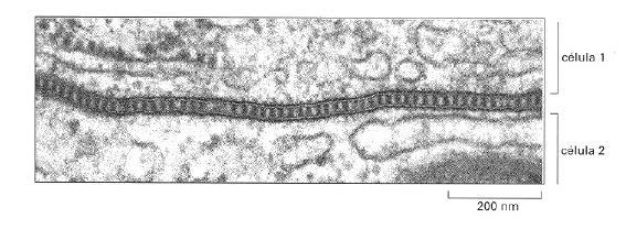 Unión septada entre dos células epiteliales de un molusco. Las dos M.P.