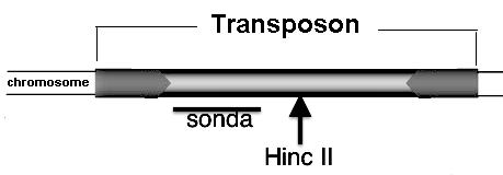 5/6- Se conserva el ADN extraído de los descendientes finales (L1 a L200) de cada una de las 200 líneas endogámicas de Drosophila melanogaster mantenidas durante 100 generaciones (G1 a G100) de