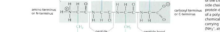Aminoácidos Los aminoácidos se encadenan para formar