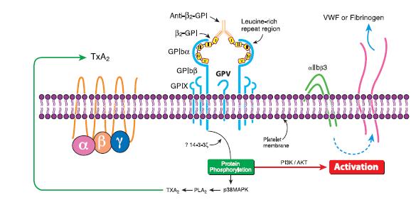 Activación plaquetas: Ac antiβ2gpi unido a β2gpi une a