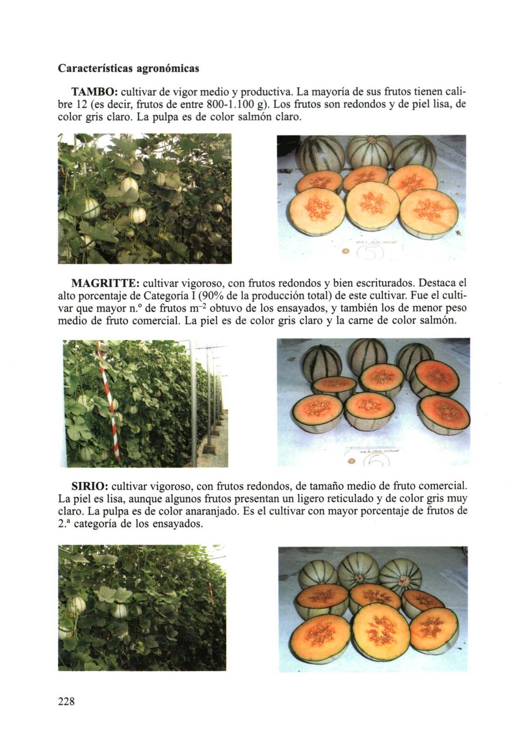 Características agronómicas TAMBO: cultivar de vigor medio y productiva. La mayoría de sus frutos tienen calibre 12 (es decir, frutos de entre 800-1.100 g).