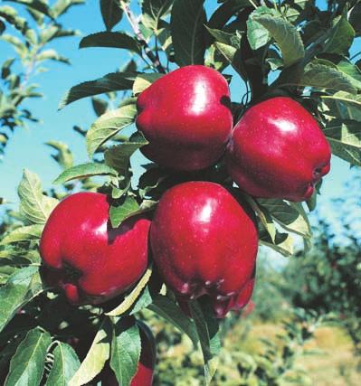 Frutales Las producciones de Albaricoque, Ciruela, Manzana, Melocotón y Pera, se pueden asegurar en diferentes líneas de seguro según la ubicación de su explotación, las especies cultivadas o los