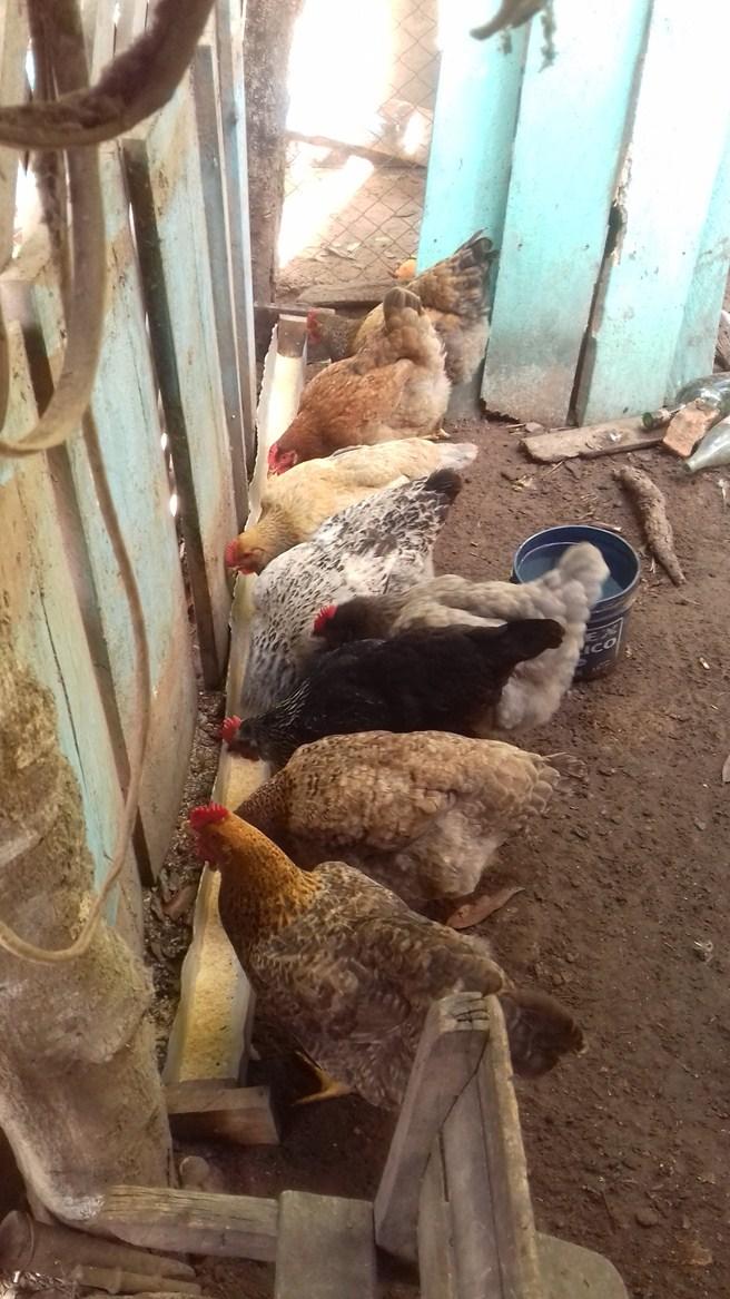 En este sentido, en el proyecto Producción de rubros de autoconsumo para la nutrición de cerdos y gallinas de razas mejoradas con fines comerciales, implementado con las familias