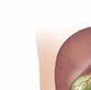 Descripción de la vesícula biliar La vesícula biliar se encuentra justo debajo del hígado en el lado superior derecho del abdomen.