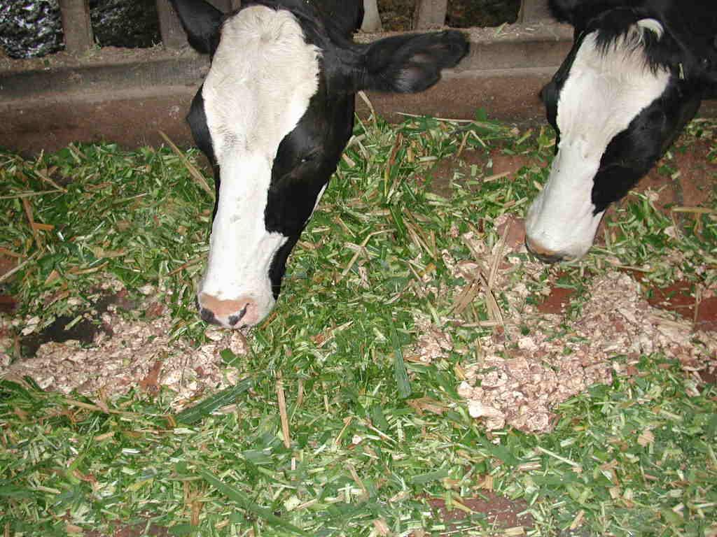 En vez de alimentar a las vacas en el momento del ordeño, es más recomendable alimentarlas antes del ordeño