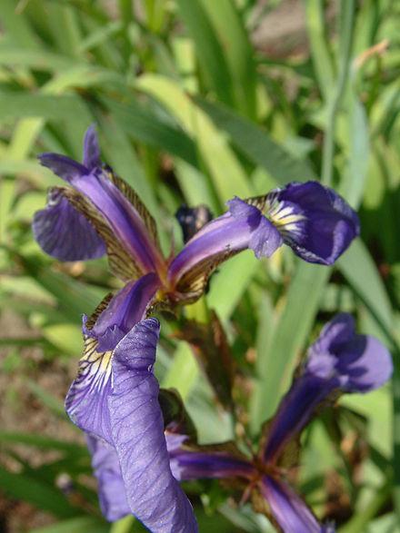 Inferencia sobre dos poblaciones: varianzas Preguntas tipo: anchura del pétalo de iris setosa y virgínica./figuras/l13_iris_virginica.