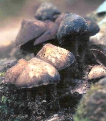 Los mazatecos y los zapotecos llaman a estos hongos de muchas maneras, según la especie a la que refiera.