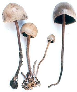 A todos estos hongos los denominan hongos sagrados o divinos. Científicamente estos hongos alucinógenos se adscriben al género Psilocybe, del cual se conoce más de 100 especies.