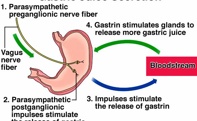II. SECRECIÓN Fibra preganglionar parasimpática 3. REGULACIÓN Producción HCL Gastrina estimula más liberación j.gástrico N.