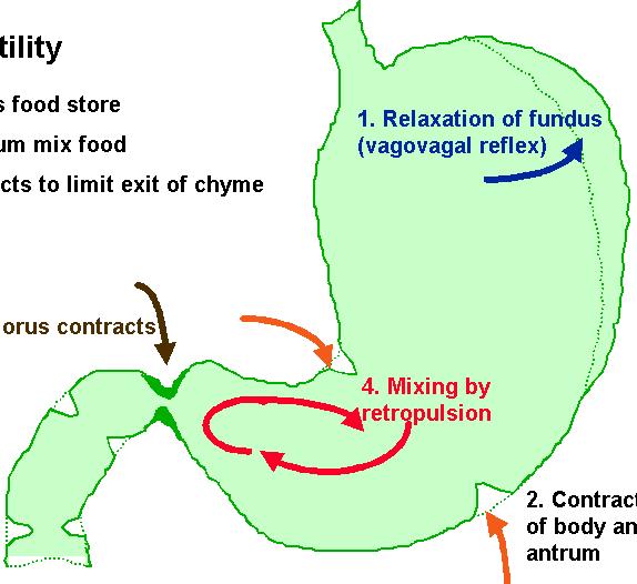 III. MOTILIDAD El FUNDUS actúa como reservorio de comida El CUERPO y el ANTRO mezclan y trituran comida 1.