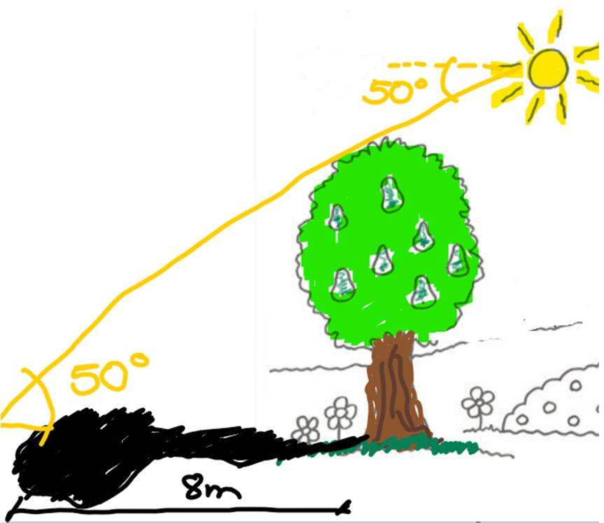 Ejercicio 22 La sombra de un árbol cuando los rayos del sol forman un ángulo de 50º con la horizontal mide 8 m, cuál es la altura del árbol?
