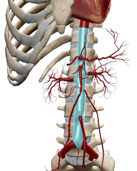 Del tramo de la aorta abdominal nace el tronco celiaco y de él la arteria