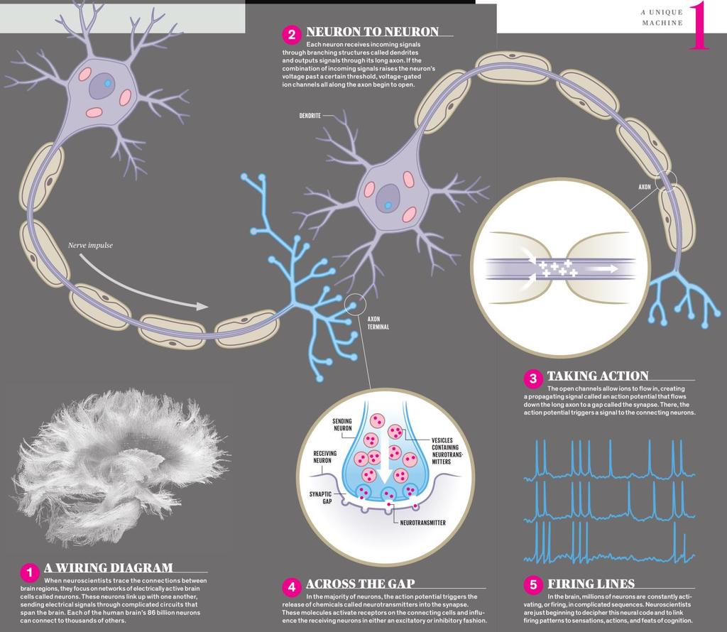 9 The Brain Comprensió real del cervell humà?