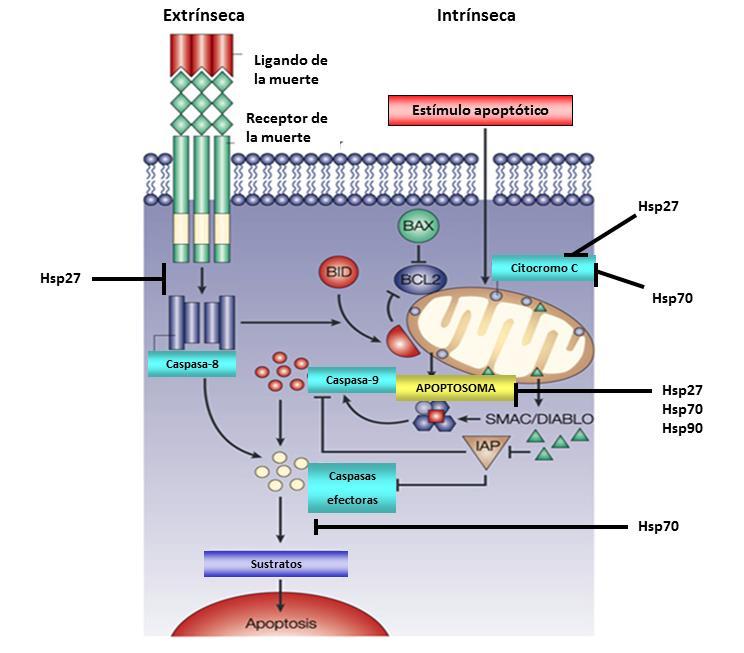 Capítulo 8 Anexo CAPÍTULO 8 ANEXO 8. Relación de las HSPs con la muerte celular programada Representación esquemática de las vías extrínseca e intrínseca de apoptosis.