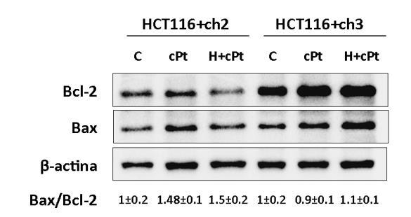Capítulo 4 Resultados Figura 4.1.12.2. Inmunoblot de las proteínas Bcl-2 y Bax en las líneas celulares HCT116+ch2 (MMR-) y HCT116+ch3 (MMR+).