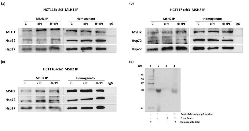 Capítulo 4 Resultados Los resultados obtenidos demuestran que las proteínas MLH1 y MSH2 colocalizan con Hsp27 y Hsp72 en las líneas celulares MMR- y MMR+ en condiciones basales y luego de los
