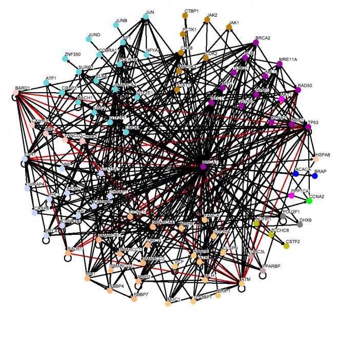 Nuevas Tecnologías Mapa de las interacciones moleculares de BRCA1-2 OSPREY: software platform for visualization and manipulation of complex interaction networks Más de 90 genes están implicados en