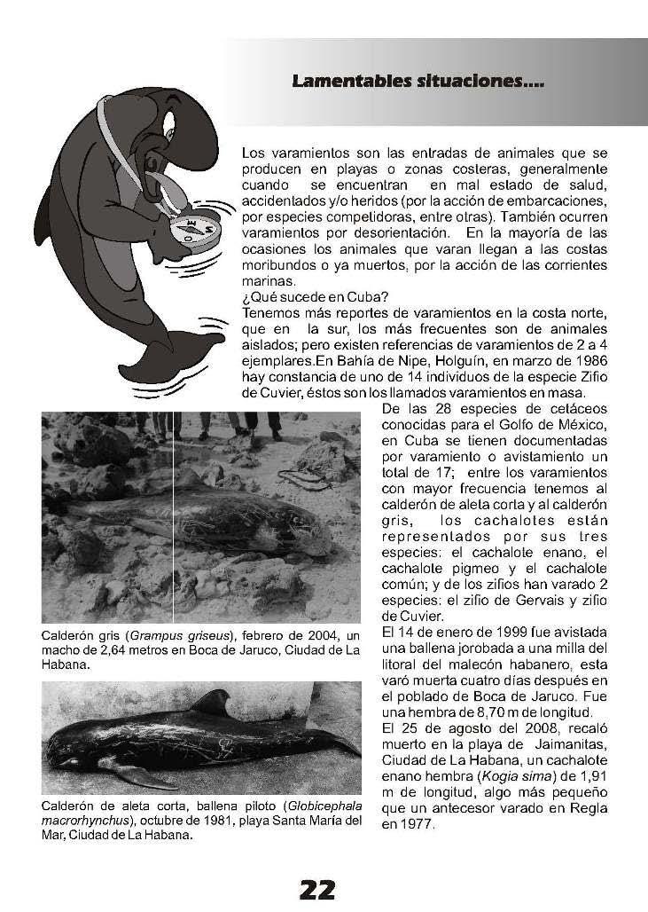 Lamentables situaciones.. - Calderón gris {Grampus griseus), febrero de 2004, un macho de 2.64 metros en Boca de Jaruco. Ciudad de La Habana.