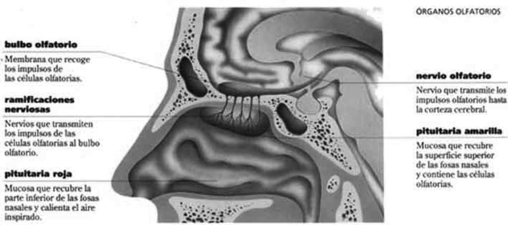 C) Responda las siguientes preguntas: 1. Por qué se dice que el oído tiene doble función sensorial? 2. Qué es el tímpano? Cuál es su función? 3. Qué estructura comunica el oído medio con la faringe?