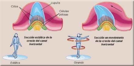 El movimiento de los cilios estimula las neuronas sensoriales, y los impulsos pasan por la rama vestibular del nervio estatoacústico. Las vías vestibulares no llegan a la corteza cerebral.