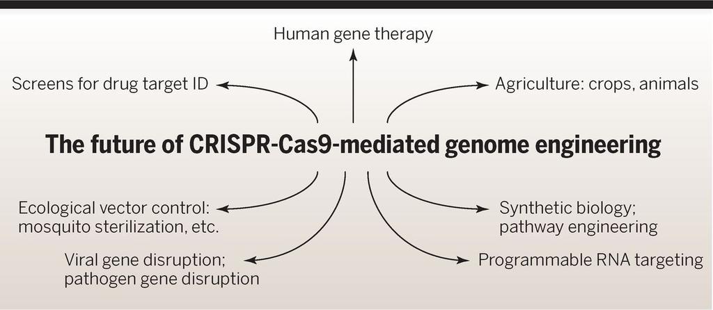 A partir de 2013 el sistema CRISPR-Cas 9 se ha utilizado en