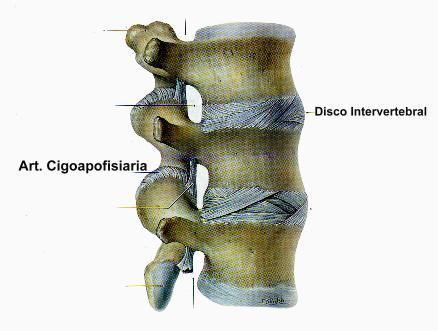 La columna vertebral soporta el peso gracias a dos estructuras: cuerpo y disco intervetebral, siendo este último mas resistente.