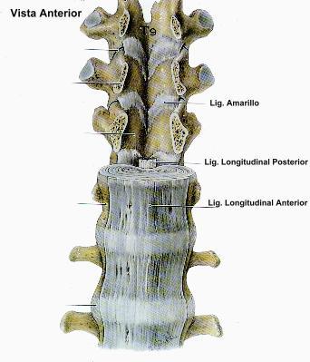 El ligamento longitudinal anterior se extiede por la cara anterior de los cuerpos vertebrales desde C1 hasta el sacro fusionandose con el periostio y los discos intervertebrales.