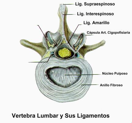 bordes de ls cuerpos vertebrales; este ligamento empieza a estrcharse a partiri de L1 y cuando llega a L5 cubre menos del 50% del reborde posterior del disco.