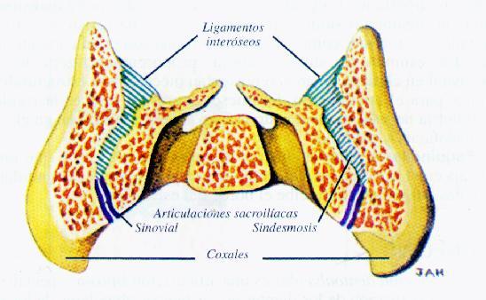 Los ligamentos amarillos o flavos unen las láminas vertebrales e interconectan los bordes de las láminas de las vértebras adyacentes, mas espesos en las regiones torácica y lumbar.