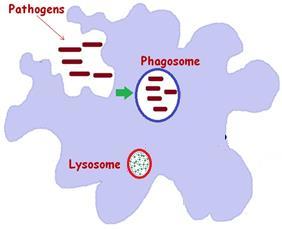 hinchamiento de las mitocondrias Separa a los ribosomas del RER Los sulfolípidos,