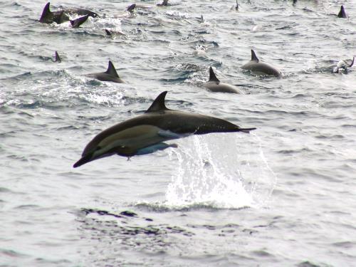 Prohíbe la extracción, procesamiento y comercialización de los delfines, toninos,