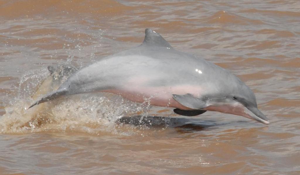 la Amazonía Peruana, señala que de conformidad con la Ley N 26585, Ley que declara a delfines y
