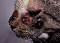 C. neoformans Gatos: Infecciones granulomatosas en tracto respiratorio, piel, ojo.