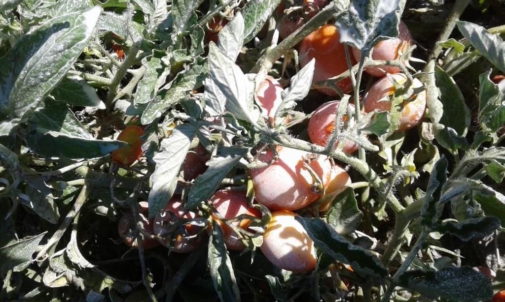 7) Ensayo de medición de escaldado, tamaño y características organolépticas en un cultivo de tomate, en la provincia de