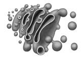 poden observar amb aquest tipus de microscopi. 2. Relaciona cada orgànul amb la seva funció: a) Mitocondri 1.