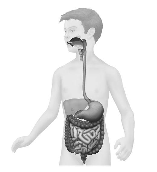 Unitat 2. Aliments i nutrients 1. Identifica els òrgans de l aparell digestiu que s assenyalen en l esquema següent: 1 2 3 4 7 5 6 Indica les zones on: a) Es produeix la bilis.