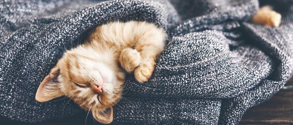 Cómo fortalecer el sistema inmunológico de los gatos Existen algunos consejos para ayudar a las defensas de tus felinos, descubre como fortalecer el sistema inmunológico de tu gato.