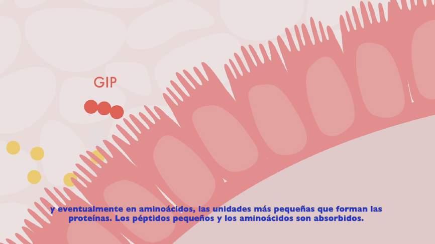 GIP Gluten Immunogenic Peptides Gliadina y GIP (Gluten Immunogenic Peptides) GIP: péptidos que generan la mayor parte de la reacción inmunotóxica frente a gluten.
