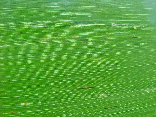 Síntomas Los primeros síntomas foliares de la enfermedad aparecen con pequeñas manchas de color amarrillo-pálido, visibles en el haz y en el envés de la hoja (Flores y Osada, 1980).
