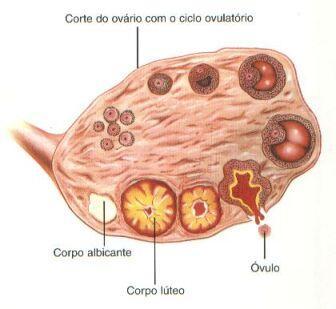 Anatomía Fisiológica Óvulo primordial Folículo primordial Folículo