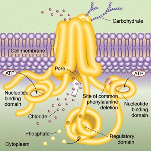 * Canal de Cloro CFTR Carbohidrato Superfamilia transportadores Proteína ABC membrana poro Regulador conductancia transmembrana de la Fibrosis Quística (CFTR)