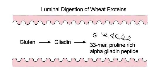 1. Digestión luminal de las proteínas del trigo
