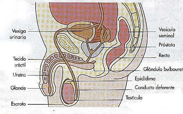 Produce líquido prostático, facilitando el desplazamiento de los espermatozoides Glándulas que producen el líquido seminal,