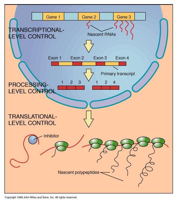 Modificación post-transcripcional en eucariotas Además de la regulación de la expresión génica a nivel transcripcional mediante la modificación química de las colas de las histonas en los