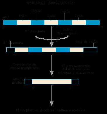 Modificación post-transcripcional en eucariotas Una de estas modificaciones post-transcripcionales que ocurre en los eucariotas tiene lugar en los extremos del ARN que se sintetiza.