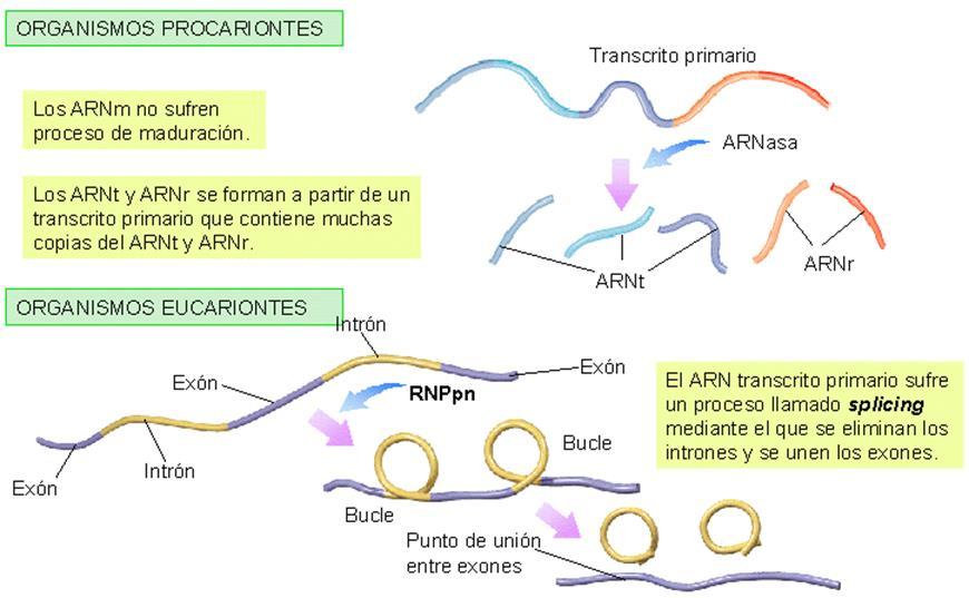Animación2 Maduración del ARNm en eucariotas Otra de las modificaciones post-transcripcionales que ocurre en los eucariotas consiste en la eliminación de los intrones del ARN sintetizado (maduración