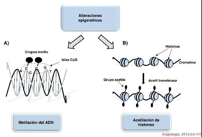 Epigenética La modificación química de la cromatina, ya sea mediante acetilación, fosforilación o metilación de las colas de las histonas, o bien mediante la metilación del ADN, tienen un impacto