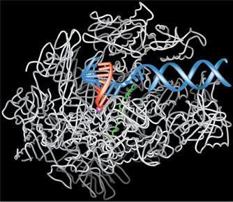 Cadena sentido Cadena antisentido (molde) En este proceso se forma una cadena de ARN cuya secuencia de bases nitrogenadas es la misma que la de una de las hebras de la doble hélice de ADN