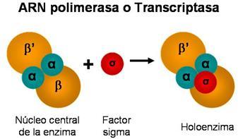 Para reconocer la secuencia promotora, donde se fija y comienza la transcripción, se une al factor sigma, que le provoca un